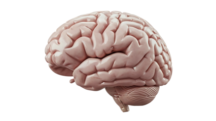 Detailed 3d illustration of a human brain from a lateral view isolated on a black background isolated on transparent background