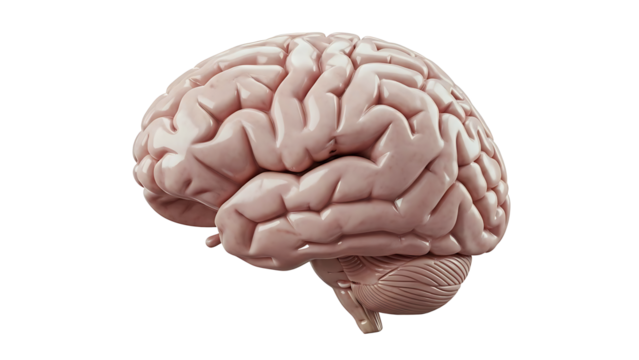 Detailed 3d illustration of a human brain from a lateral view isolated on a black background isolated on transparent background - Powered by Adobe