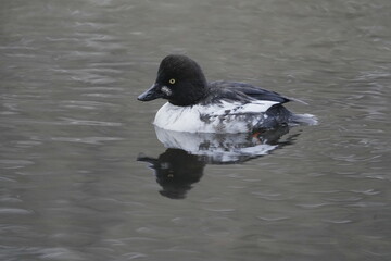 Fototapeta premium Common Goldeneye Swimming in a River