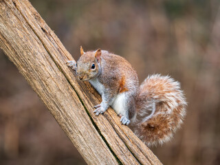 Obraz premium Grey Squirrel Sitting on a Branch