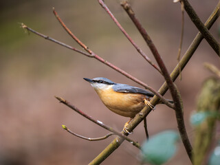 Obraz premium Nuthatch Perched on a Branch