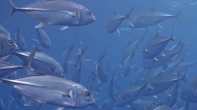 Witness mesmerizing school of tuna fish gliding through crystal clear waters. Underwater world comes alive as these swift swimmers navigate their aquatic home perfect harmony, showcasing nature beauty