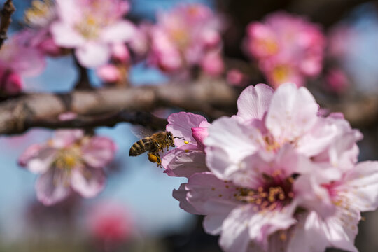 Close-up of almond blossoms with a bee in the Rhineland-Palatinate near Gimmeldingen on a sunny spring day
