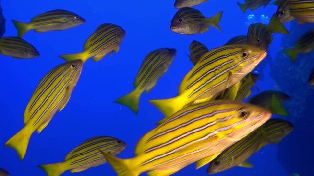 A colorful school of Yellowtail Snapper glides through crystal clear waters in daylight. The sun illuminates their striped bodies, creating a captivating underwater ballet.