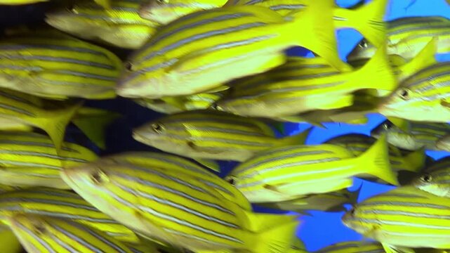 Witness a mesmerizing gathering of golden grunts swimming harmoniously near a coral reef in the crystal-clear waters of The Bahamas. It is a breathtaking marine spectacle.