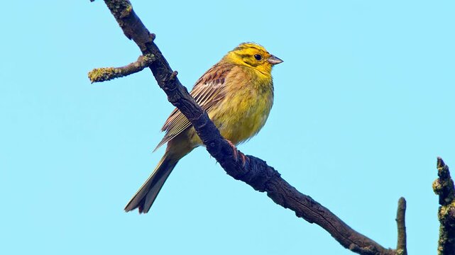 Male Yellowhammer (Emberiza citrinella) Singing on Dry Tree Branch at Summer Sunrise, Essen, North Rhine-Westphalia, Germany