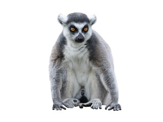 Fototapeta premium lemur sitting isolated on white background