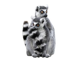 Fototapeta premium Mother lemur holding her baby isolated on white background