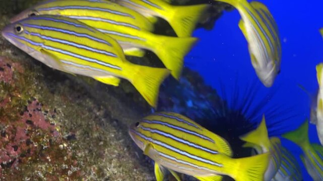 A beautiful group of golden striped snapper fish swim around and gather near a coral reef. They are colorful against the deep blue waters of the ocean.