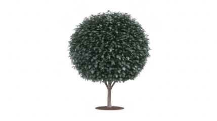 Round tree green foliage isolated on transparency background perfect for landscaping garden design or park scene evokes calm and natural beauty suitable for outdoor concepts