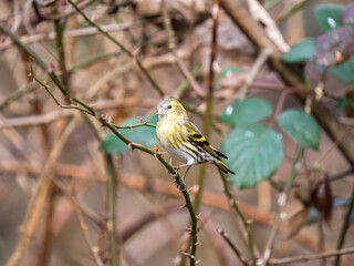 Fototapeta premium Siskin Bird Perched on a Branch