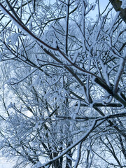 Obraz premium tree branches with snow against blue sky