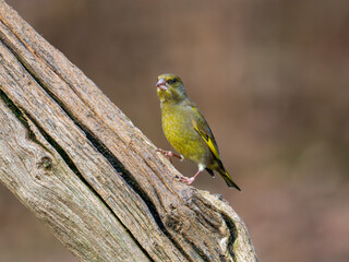 Fototapeta premium Greenfinch Perched on a Branch
