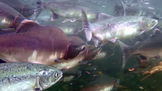 Experience the captivating world of Salmon in the Fraser River. Observe these dazzling fish swim and navigate through the water during their enchanting migration.