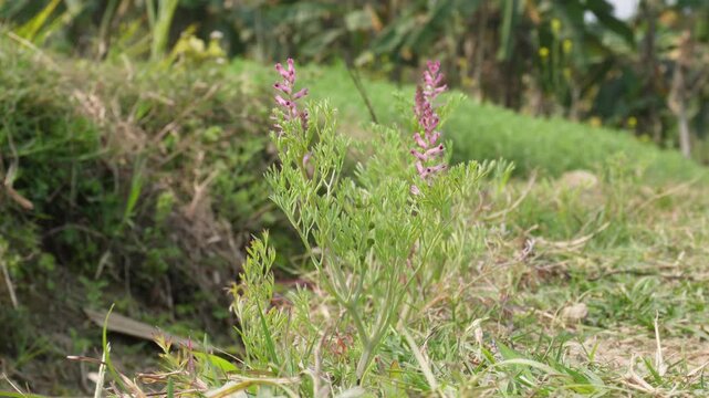 Fumaria also known as drug fumitory or earth smoke
