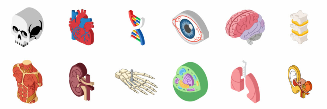 Collection of Isometric Human Anatomy, Biological, and Medical Science Icons featuring Organs, Skeleton, Cell, and DNA structure.