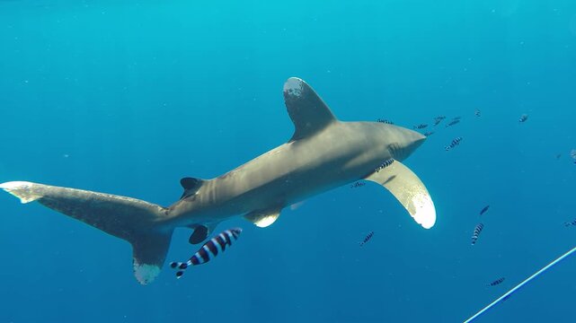 A magnificent Oceanic Whitetip Shark, Carcharhinus longimanus, swims serenely in the deep blue. Smaller fish accompany it as it navigates the water column.