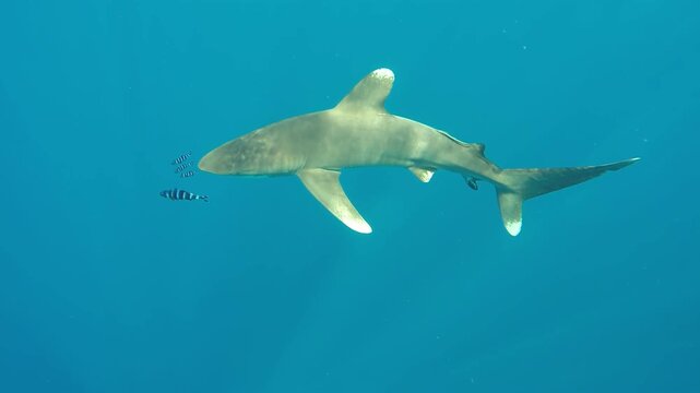Observe a majestic Carcharhinus longimanus, the Ocean White tip Shark, gliding serenely through the turquoise depths, accompanied by a tiny companion fish during daylight hours.