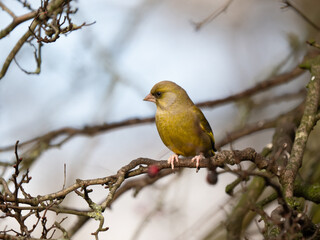 Greenfinch Perched on a Branch