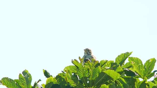 Corn Bunting (Emberiza calandra) Singing on Tree Top During Summer Sunrise, Essen, North Rhine-Westphalia, Germany