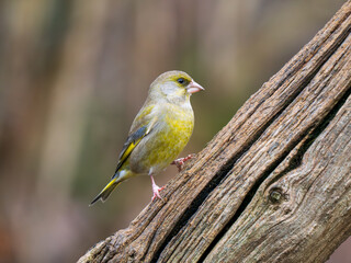 Fototapeta premium Greenfinch Perched on a Branch