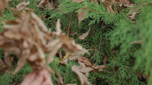 Hand collecting dried brown leaves amid dense green juniper closeup tactile motion quiet autumn mood detailed texture contrast between dry foliage and evergreen backdrop slow outdoor garden forager