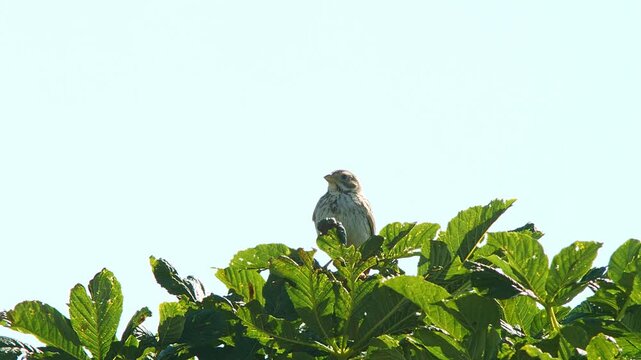 Corn Bunting (Emberiza calandra) Singing on Tree Top During Summer Sunrise, Essen, North Rhine-Westphalia, Germany