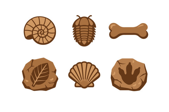 Collection of ancient fossils and prehistoric imprints on a white background