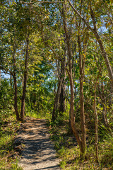 A small walking path winding through a lush green forest, surrounded by dense trees, large rocks, and wildflowers, creating a peaceful natural atmosphere.