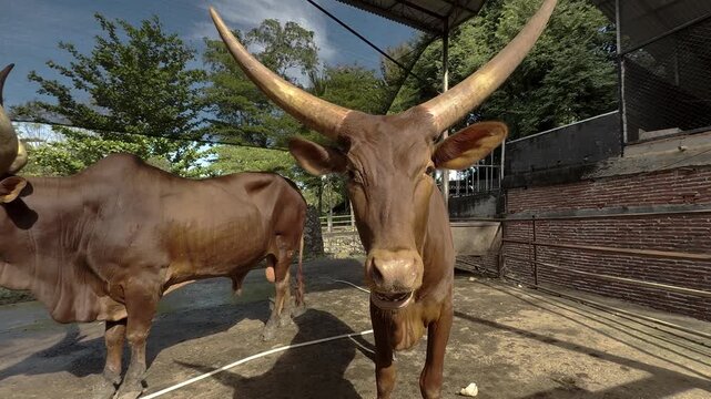 African Watusi Cattle with Large Horns at Zoo or Farm Enclosure