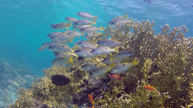 Observe a vivid dance in the warm, clear waters of the ocean. A large school of Bluestripe Snappers congregates near a vibrant coral reef on a sunny day. Smaller orange reef fish also flutter around.