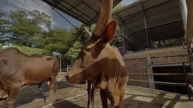African Watusi Cattle with Large Horns at Zoo or Farm Enclosure