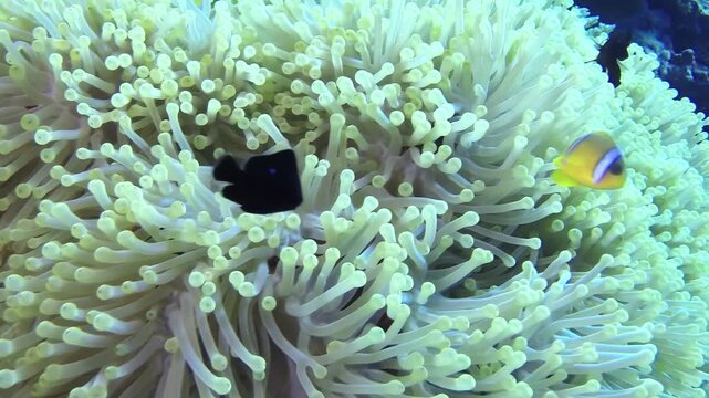 Underwater marvel! Graceful clownfish dance and play within the luminous tentacles of swaying anemones. Captured in the serene waters of Aqaba, Jordan.
