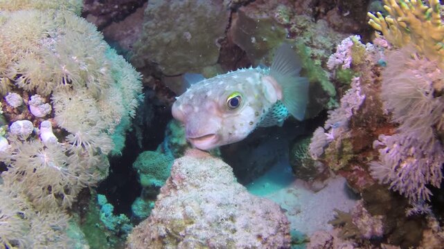 A spotted porcupinefish swims gracefully among the colorful coral in a thriving reef. The aquatic life navigates the ocean terrain, a beautiful sight in a healthy ecosystem.