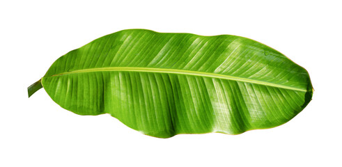 Obraz premium Fresh green banana leaf isolated on transparent background, tropical natural element.