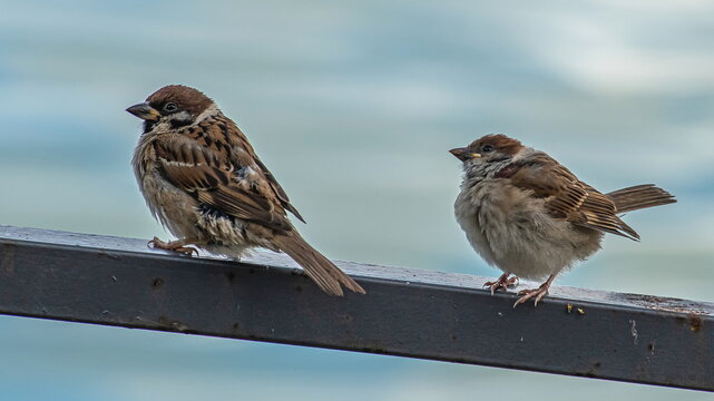 two sparrows are sitting on a metal crossbar.