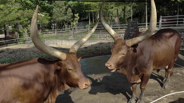 African Watusi Cattle with Large Horns at Zoo or Farm Enclosure