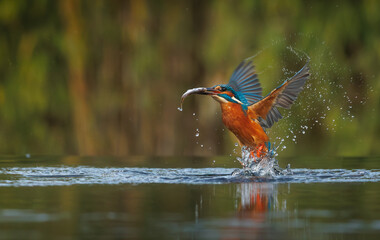 a beautiful flying kingfisher with its prey, a fish, in its beak, in its natural environment.
