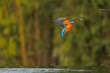 a beautiful flying kingfisher with its prey, a fish, in its beak, in its natural environment.
