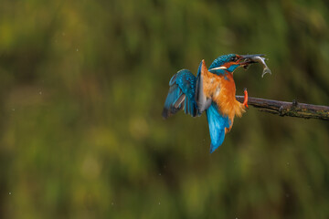 a beautiful flying kingfisher with its prey, a fish, in its beak, in its natural environment.
