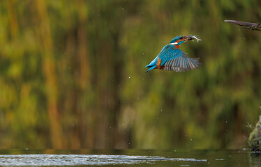 a beautiful flying kingfisher with its prey, a fish, in its beak, in its natural environment.
