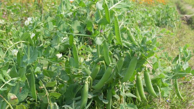 Pea Plant with Developing Pods
