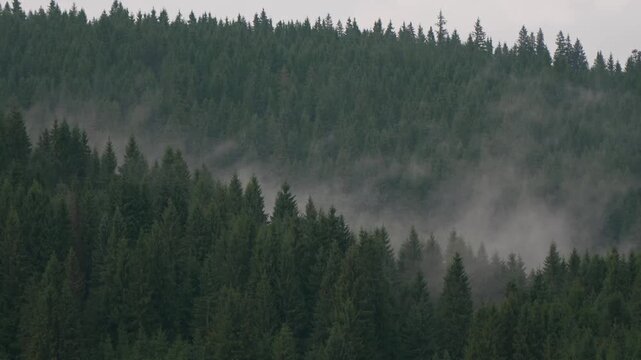 Misty pine forest near Beliș-F&acirc;nt&acirc;nele in Romania, where evaporation drifts through dense conifers across mountain hills, creating a calm and atmospheric natural landscape.