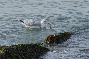 A herring gull at sea with a crab in its beak, in its natural environment