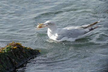 A herring gull at sea with a crab in its beak, in its natural environment