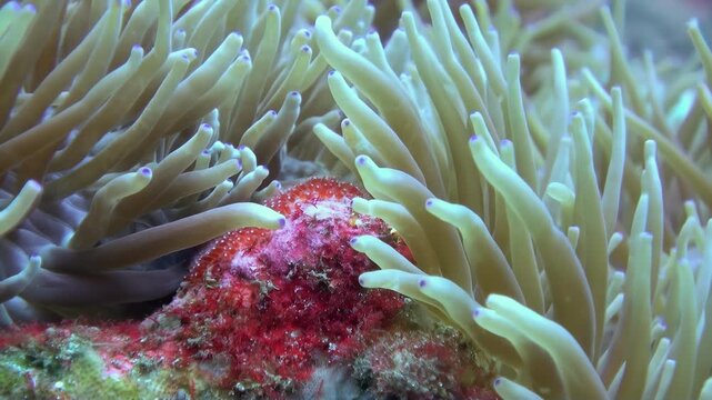 Witness a symbiotic world A Clownfish finds protection nestled within the arms of a sea anemone, in the mesmerizing depths of the ocean.