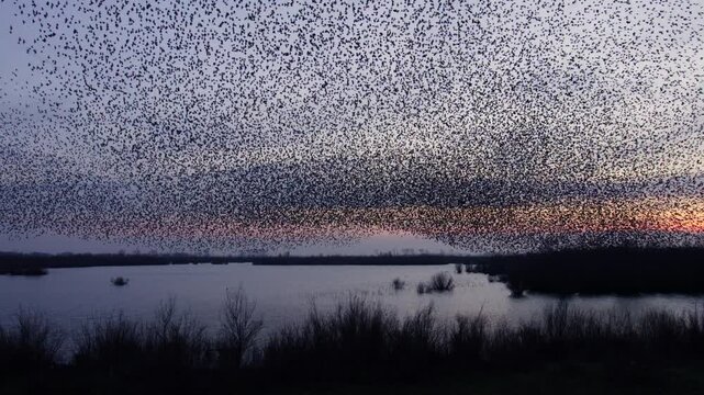 Mesmerizing shape-shifting murmuration of migrating starlings in twilight sky