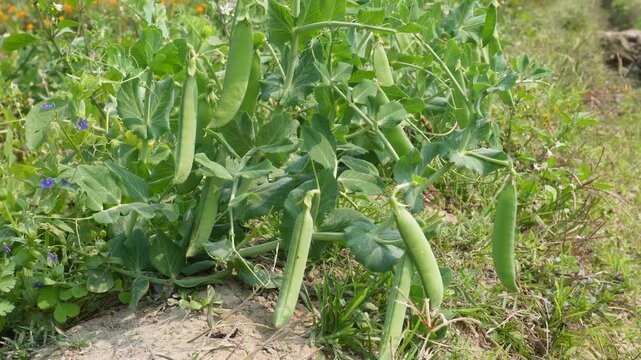 Pea plants bearing green pods, typically field or garden peas