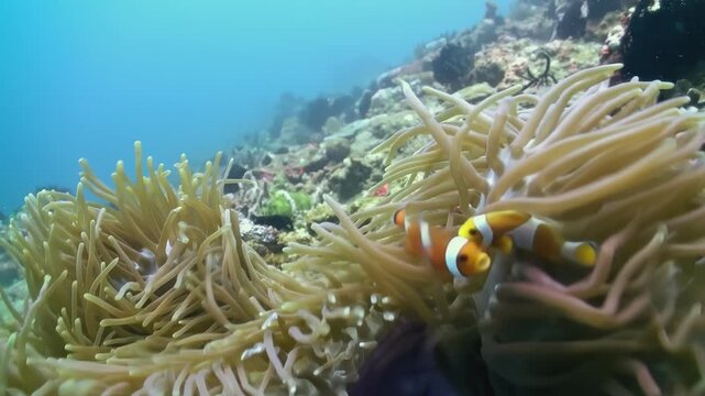 Beneath the waves, an orange Clownfish family glides through a beautiful Anemone. Sunlight filters through the water, illuminating the vibrant reef habitat.