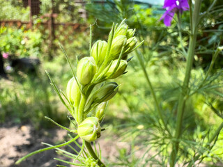 Obraz premium Green flower buds in a garden setting.